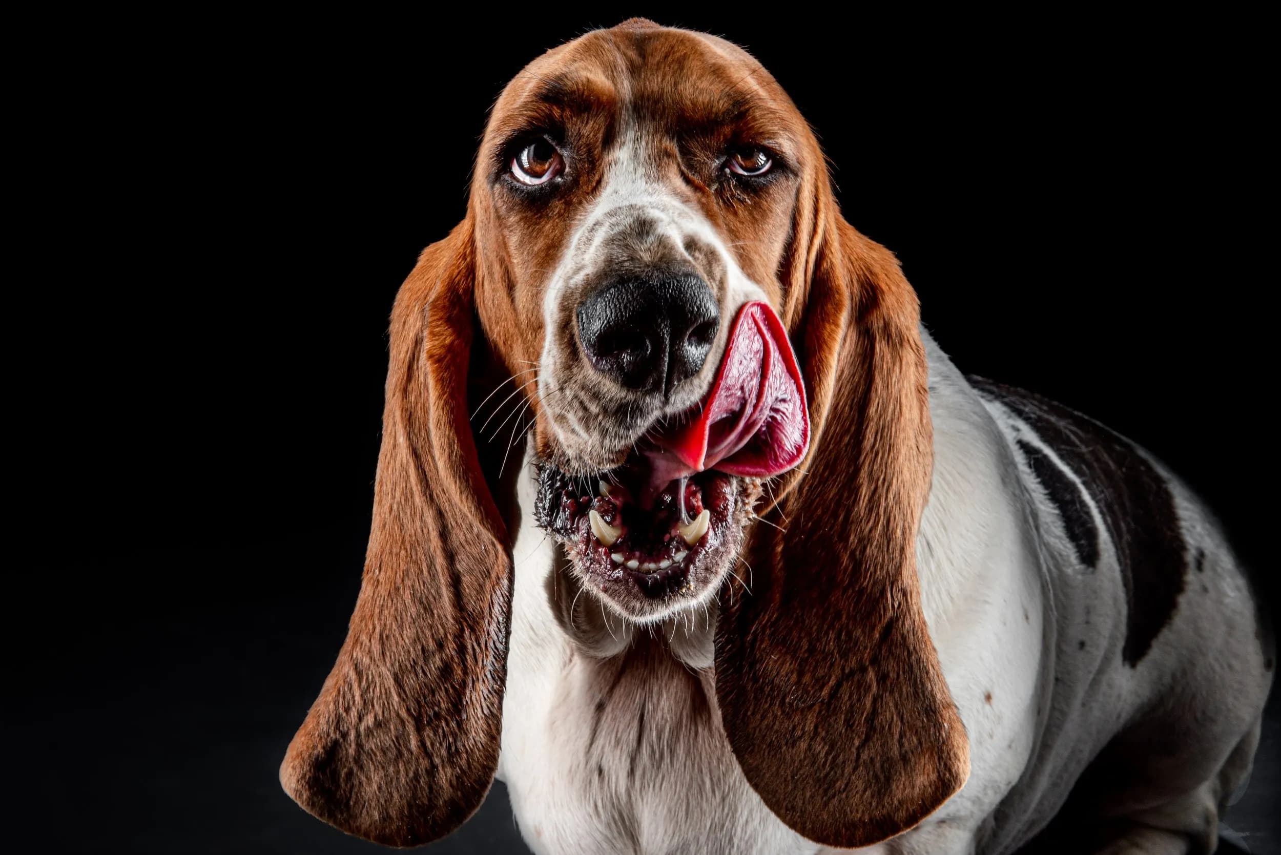 Brown and white basset hound with long ears licking its nose in a close-up against a black studio background.