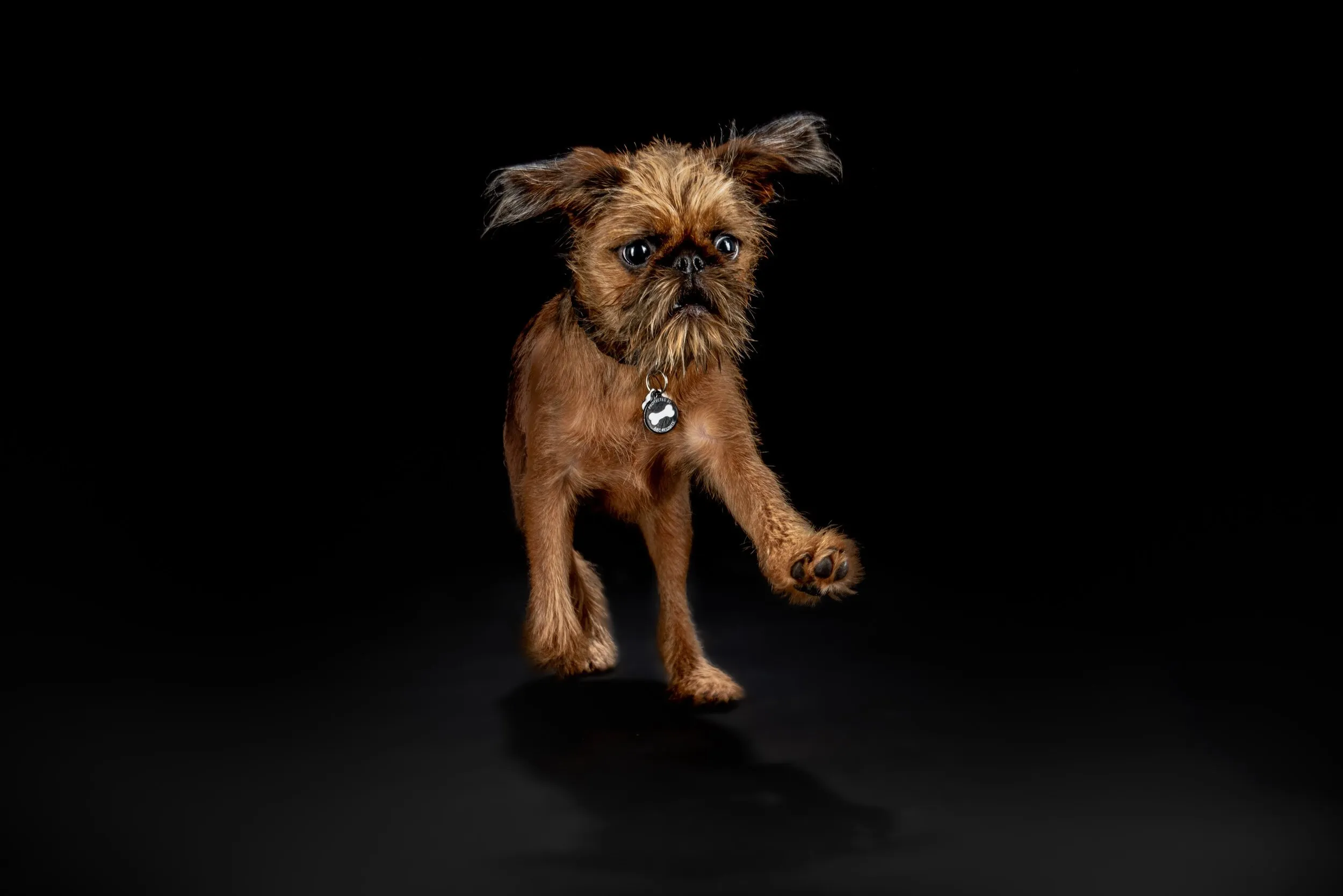 Brown Brussels Griffon with floppy ears trotting forward with one paw raised against a black studio background.