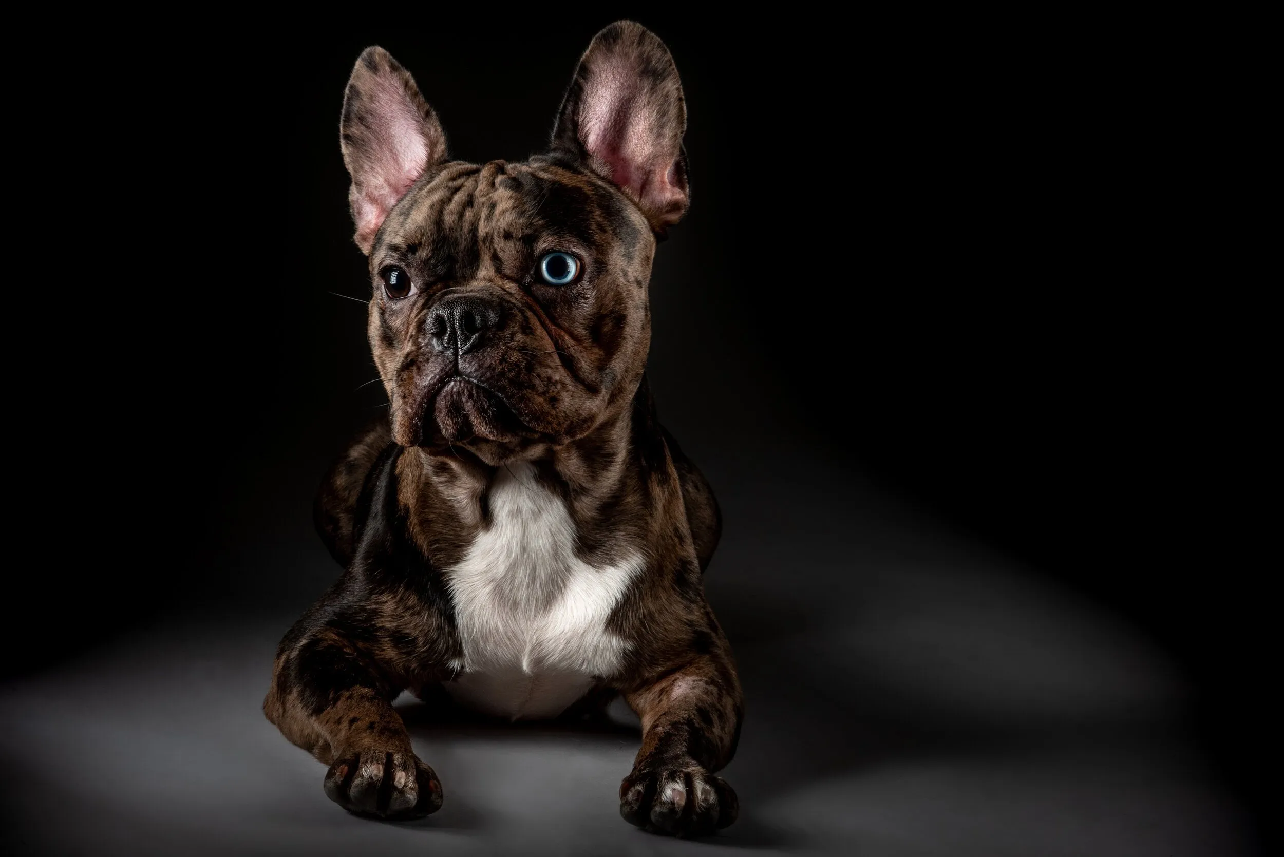 Merle French bulldog with one blue eye lying down and looking at the camera against a dark studio background.