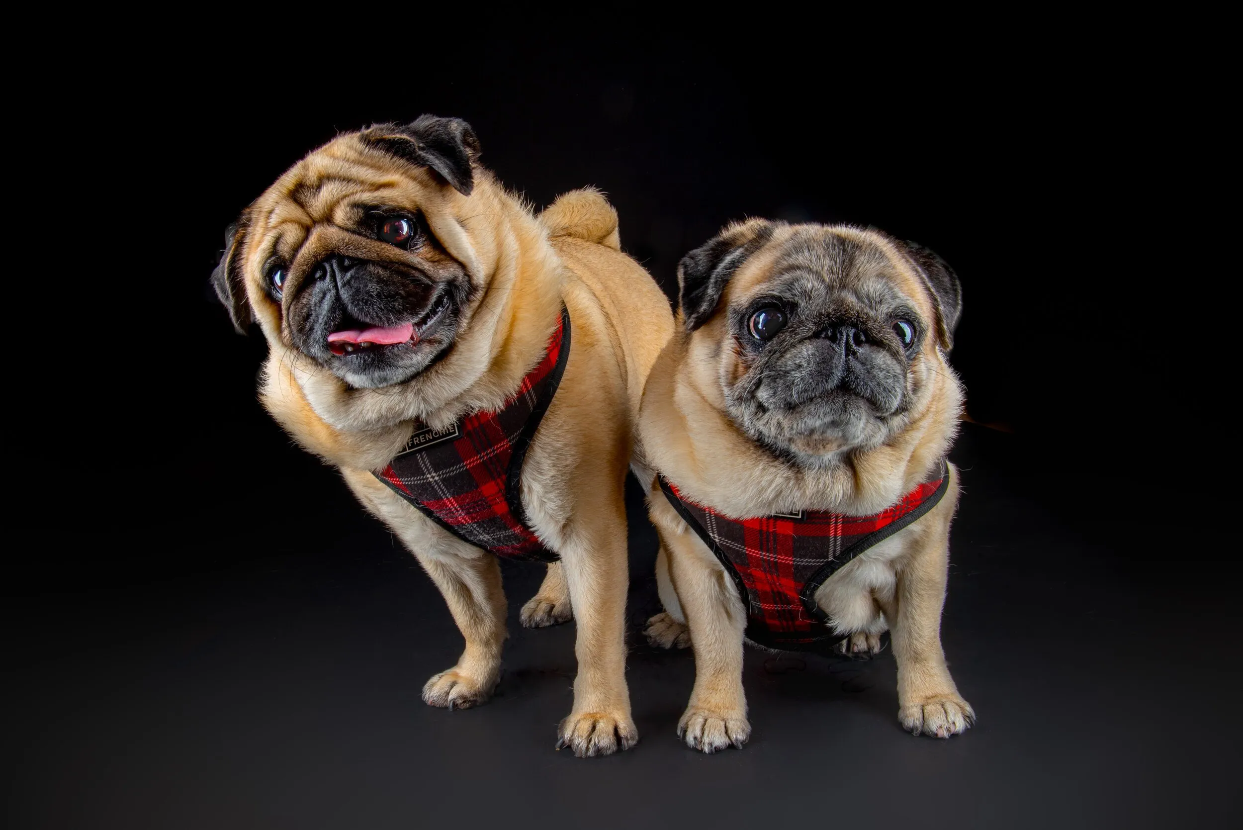 Two fawn pugs wearing red plaid harnesses standing side by side against a black studio background.